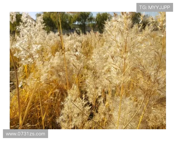 与赵丽畅谈排球生涯的点滴回忆与成长历程 与赵丽畅谈排球生涯的点滴回忆与成长历程